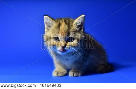 Small Kitten Of The British Chinchilla Breed On Blue Background. Little Baby Cat Lick. Babycat With