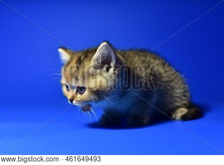 Small Kitten Of The British Chinchilla Breed On Blue Background. Little Baby Cat Lick. Babycat With