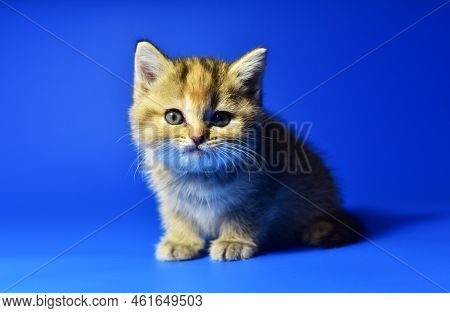 Small Kitten Of The British Chinchilla Breed On Blue Background. Little Baby Cat Lick. Babycat With