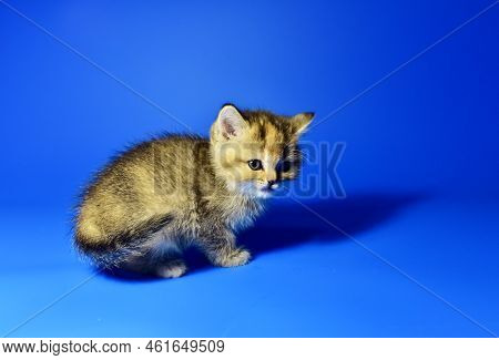 Small Kitten Of The British Chinchilla Breed On Blue Background. Little Baby Cat Lick. Babycat With