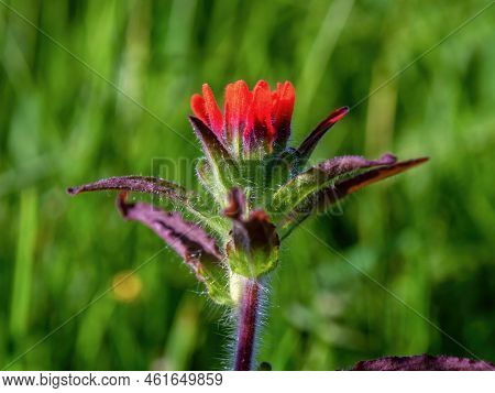 Macro Photography Of A Scarlet Indian Paintbrush Flower, Captured In A Field Near The Town Of Arcabu