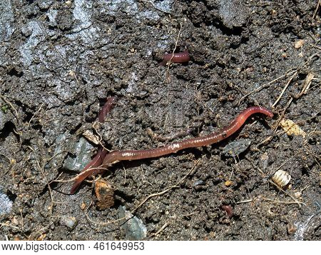 Close-up Photography Of Some Earthworms In The Dirt With The Light Of The Morninig, Captured In A Ga