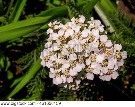 Macro Photography Of A Bunch Of Uripe Viburnum Triphyllum Berries, Captured In A Forest Near The Col