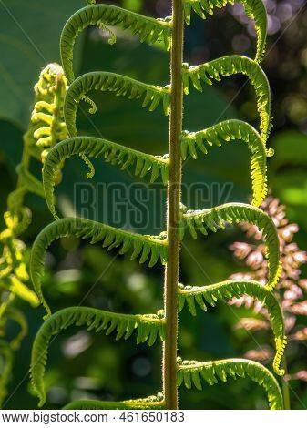 Macro Photography Of A Bunch Of Uripe Viburnum Triphyllum Berries, Captured In A Forest Near The Col