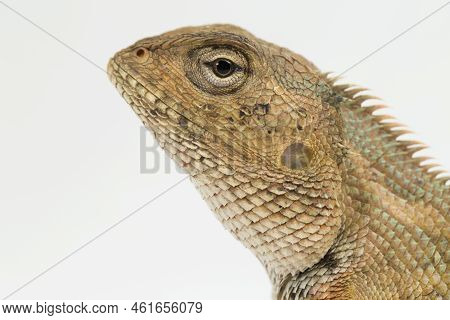 The Oriental Garden Lizard Calotes Versicolor Isolated On White Background