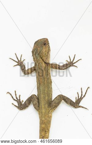 The Oriental Garden Lizard Calotes Versicolor Isolated On White Background