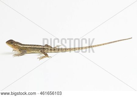 The Oriental Garden Lizard Calotes Versicolor Isolated On White Background