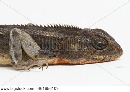 The Oriental Garden Lizard Calotes Versicolor Isolated On White Background
