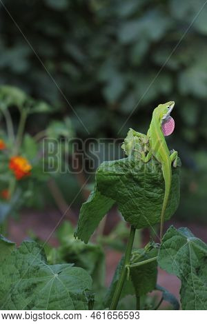 Green Anole Lizard Anolis Carolinensis On Flower, Shallow Dof