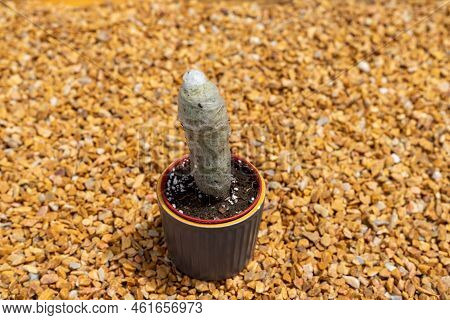 Old Man Cactus 'cephalocereus Senilis Plant Closeup