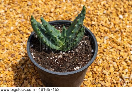Aloe Aculeata, Sekope Or Red Hot Poker Aloe Closeup