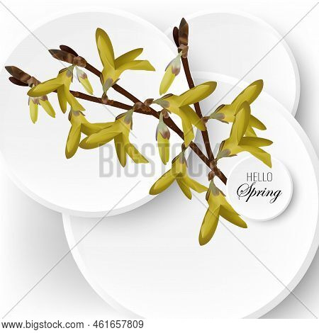 Spring Background With Forsythia Branches, Yellow Flowers Of Spring Flowering Forsythia