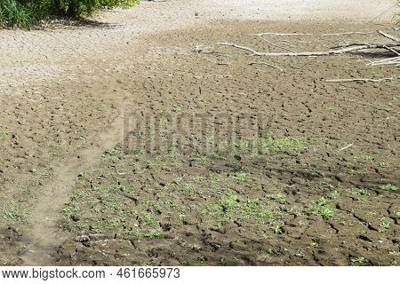 Swamp Lake Of A Nature Reserve During Summer Drought Without Water And Cracked Ground