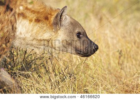 Hyaena