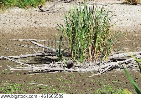 Redd Island In A Dry Lake With Some Dead Wood On The Cracked Ground