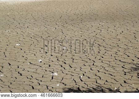 Swamp Lake Of A Nature Reserve During Summer Drought Without Water And Cracked Ground