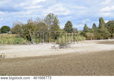 Swamp Lake Of A Nature Reserve During Summer Drought Without Water And Cracked Ground