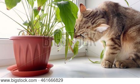 British Ginger Cat Eating Leaves Of Green Potted Plant On Window Sill,