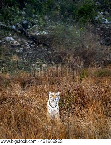 Wild Female Mother Tiger In Natural Grassland In Winter Morning Safari At Terai Region Forest Of Dhi