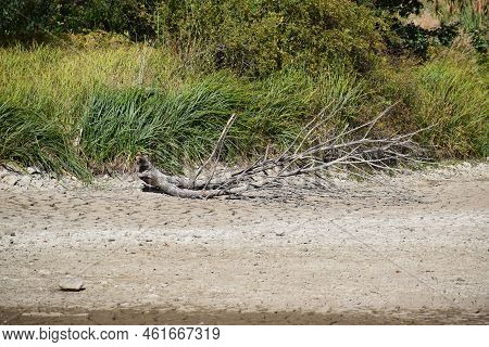 Dead Trees In A Dry Swamp Lake