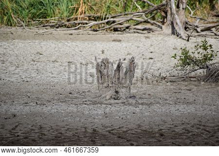 Dead Trees In A Dry Swamp Lake