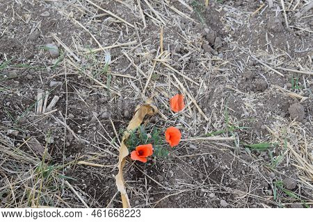 Red Poppy Flowers In A Plowed Field