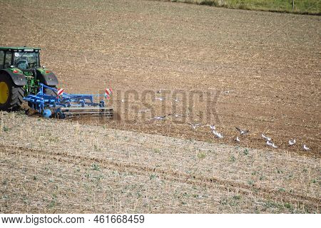 Thür, Germany - 09 08 2022: Birds Following The Tractor