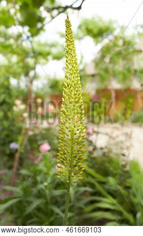 Steppelilje Eremurus Stenophyllus. Inflorescence Of Eremurus Narrow-leaved Bungei Or Stenophyllus Cl