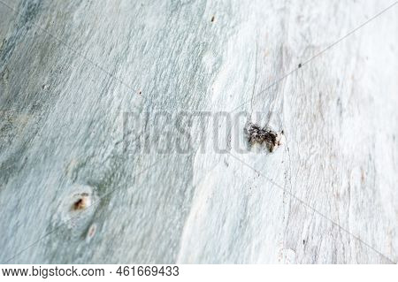 A Close Up Of Smooth Light Gray Tree Bark