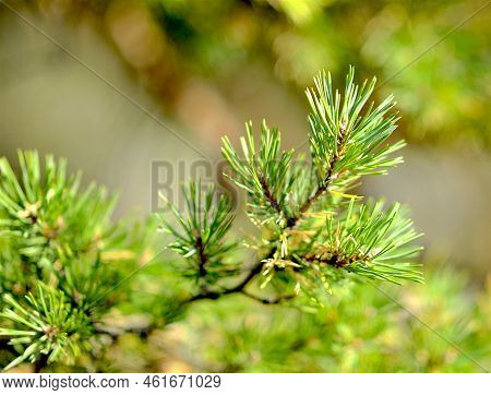 Close Up Of Pine Branch With Needles In Sunshine