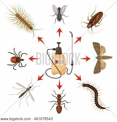 Harmful Insects Colored Cartoon Infographic Insecticide In The Center And Insects Around Vector Illu