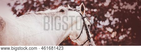 Portrait Of A Beautiful Dappled Gray Horse Without A Saddle On A Background Of Red Maple Leaves On A