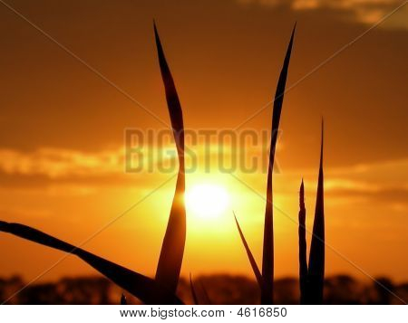 sunsett üzerinde bozkır