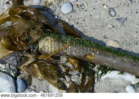 An Image Of A Large Piece Of Bulb Kelp Washed Up On A Sandy Beach Near The Pacific Ocean.