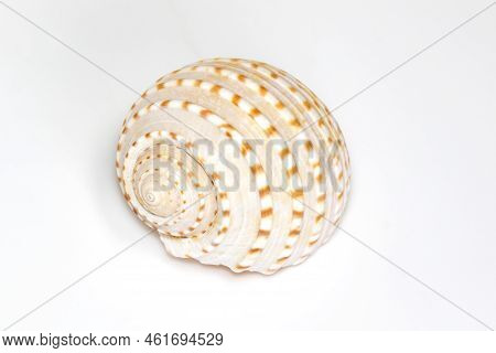 Image Of Seashells Tonna Tesselata On A White Background. Undersea Animals. Sea Shells.