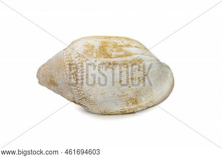 Image Of Very Old White Phalium Granulatum Sea Shell Isolated On White Background. Undersea Animals.