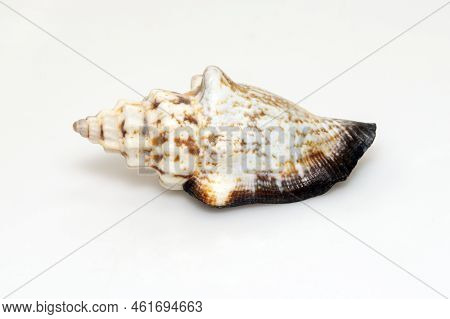 Image Of Canarium Urceus Is A Species Of Sea Snail, A Marine Gastropod Mollusk In The Family Strombi