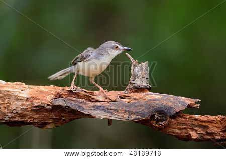 Pianura Prina