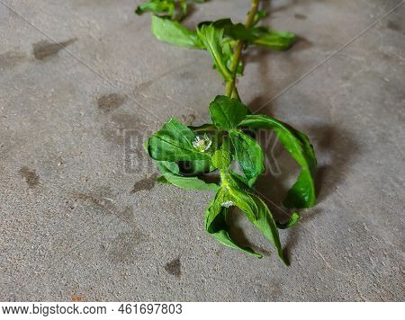 A Bhringaraj False Daisy Kesharaj Trailing Eclipta Bhangariya White Flower Plant