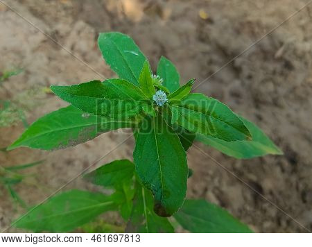 A Bhringaraj False Daisy Kesharaj Trailing Eclipta Bhangariya White Flower Plant