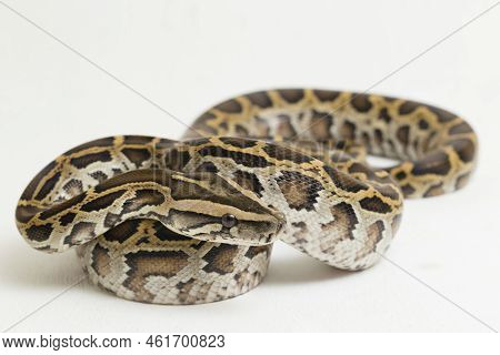 Snake Burmese Python, Python Molurus Bivittatus, Isolated On White Background