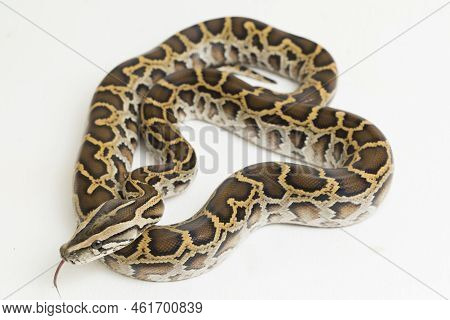 Snake Burmese Python, Python Molurus Bivittatus, Isolated On White Background