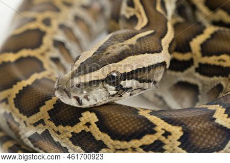 Snake Burmese Python, Python Molurus Bivittatus, Isolated On White Background