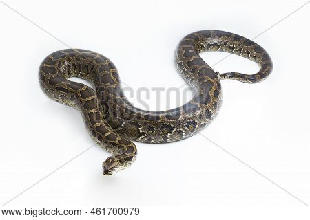 Snake Burmese Python, Python Molurus Bivittatus, Isolated On White Background