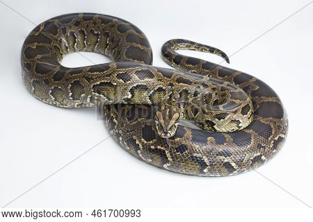 Snake Burmese Python, Python Molurus Bivittatus, Isolated On White Background