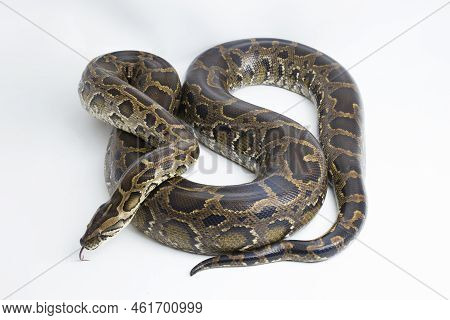 Snake Burmese Python, Python Molurus Bivittatus, Isolated On White Background