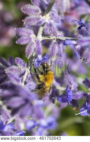Small Bee On Perovskia 'blue Spire' Russian Sage (salvia Blue Spire )