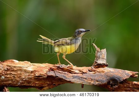 Prina flaviventris