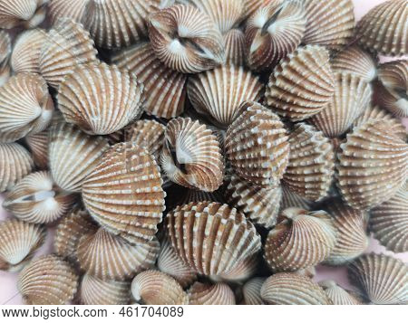 Tegillarca Granosa Or Also Known As A Cockle , Blood Clam. Close Up Shot. After Cooked. With Thai Sp