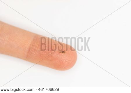 A Human Louse On A Finger When Lice Was Discovered In A Child's Hair